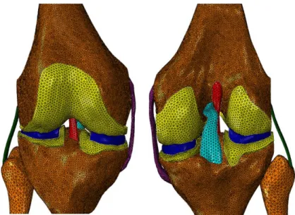Figura 21- Modelo numérico para o joelho intacto, onde está representada a malha de elementos  finitos usada para cada componente da articulação