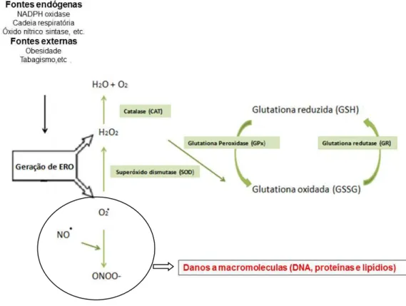 Figura 5 Produção de espécies reativas e ação das defesas antioxidantes enzimáticas. Adaptado