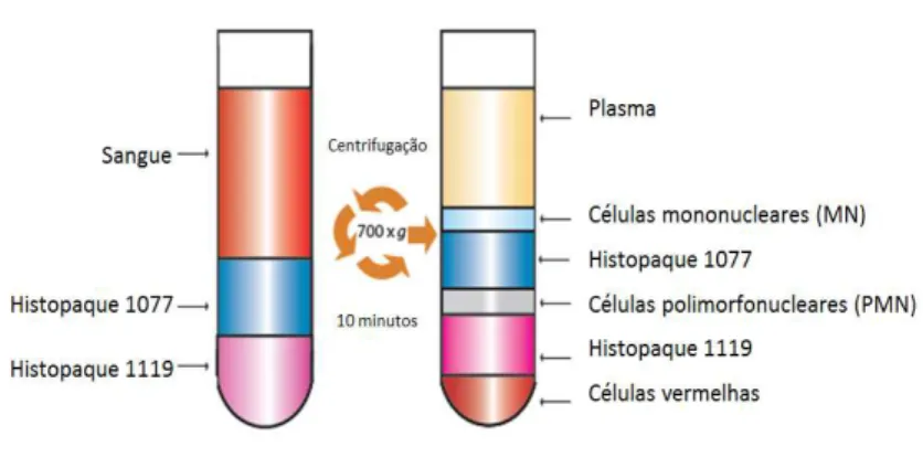 Figura 10 Esquema da obtenção de células mononucleares e polimorfonucleares para os  ensaios do  estado oxidativo