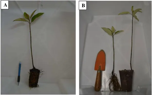 Figura  4.6  Mudas  de  E.  erythropappus  recém  chegadas  do  viveiro.  (A)  Muda  antes  da  remoção  do  substrato  aderido as raízes
