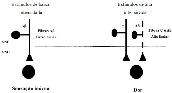 Figura 2 – Diferenciação entre os estímulos periféricos de alta e de baixa intensidade realizada pelos diferentes  tipos de nociceptores,  adaptado de  (Woolf e Chong, 1993);  Fibras Aβ –  mielinizadas, conduzem estímulos de  natureza  mecânica  (táctil,  