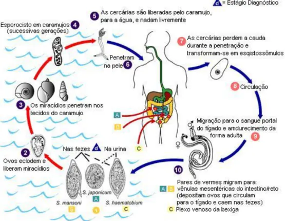 Figura 1- O Ciclo de Vida de Schistosoma mansoni.