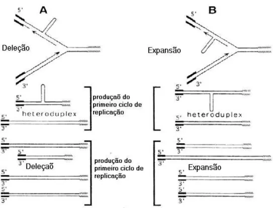 Figura 3  –  Esquema de formação de polimorfismo em microssatélites (DNA  Slippage). O  deslizamento das fitas de DNA durante a replicação pode levar à formação de uma alça na  fita  molde  ou  na  fita  nascente,  que  resulta  na  contração  ou  expansão