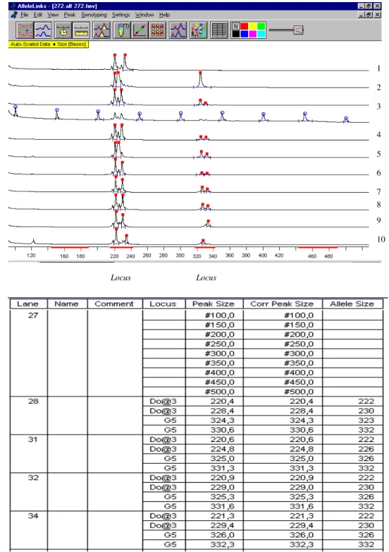 Figura 7- Eletrofluograma e tabela gerada pelo programa Alellink com o tamanho dos   alelos dos produtos de PCR dos loci Doo3 e G5, em dez indivíduos analisados