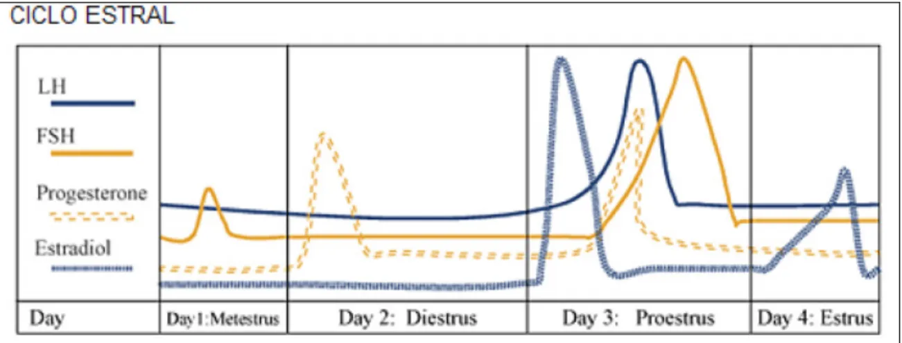 Figura 1- Variação hormonal do ciclo estral em ratas (Buffet &amp; Bouchard, 2001). 