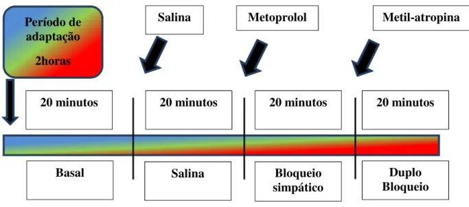 Figura 10- Esquema dos protocolos experimentais adotados. 