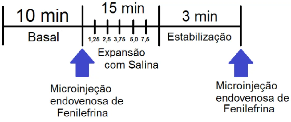 Figura  06:  Escala  temporal  do  protocolo  experimental  para  a  avaliação  do  Índice  Barorreflexo  e  do  reflexo  cardiopulmonar  sobre  os  parâmetros  cardiovasculares  (PAM  e  FC)