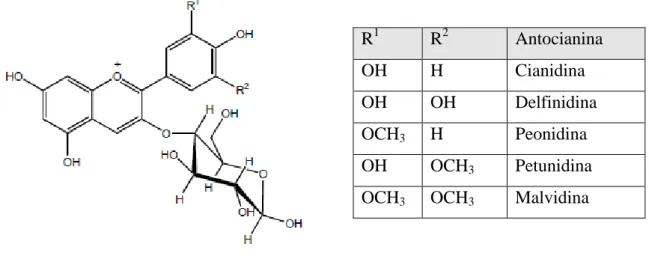 Figura 8: Estrutura das  agliconas das principais antocianinas presentes nas espécies  Vitis  vinifera  