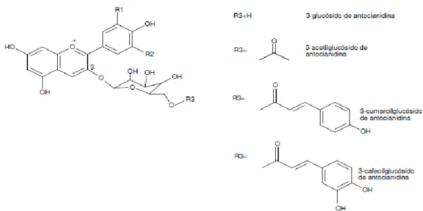 Figura  9:  Estrutura  das  antocianidinas  3-monoglucosídicas  e  respetivas  formas  esterificadas 
