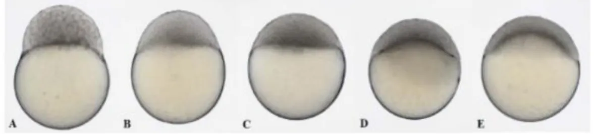 Figura 4: Período de blástula no desenvolvimento do embrião. A) 256 células (2,5 hpf); embrião  com  3,3  hpf;  C)  embrião  com  4  hpf;  D)  embrião  com  4,3  hpf;  E)  embrião  em  30% 
