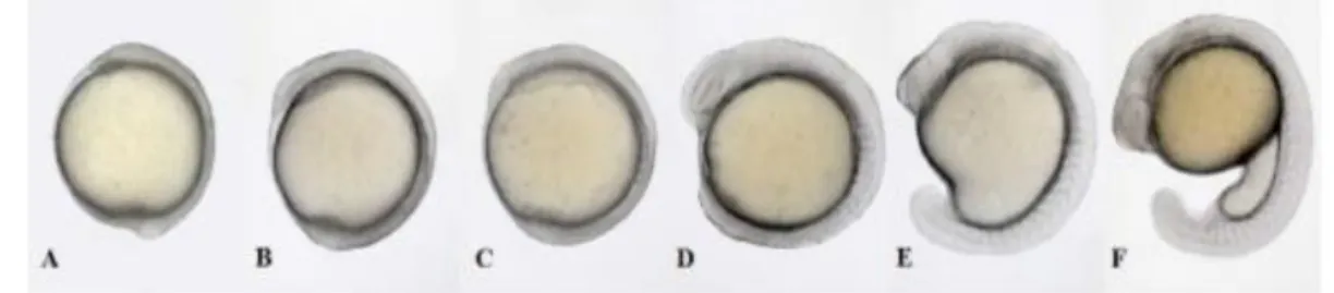 Figura 6: Período de segmentação no desenvolvimento do embrião. A) embrião às 10 hpf; B)  embrião com 2 sómitos (10,6 hpf); C) 5 sómitos (11,6 hpf); D) 10 sómitos (14 hpf); E)  15 sómitos (16,5 hpf); F) 20 sómitos (19 hpf) (Gomez de la Torre Canny et al., 