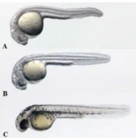 Figura 8: Período de eclosão no desenvolvimento do embrião. A) Embrião às 48 hpf; B) embrião  às 60 hpf; C) embrião às 72 hpf (Gomez de la Torre Canny et al., 2009)
