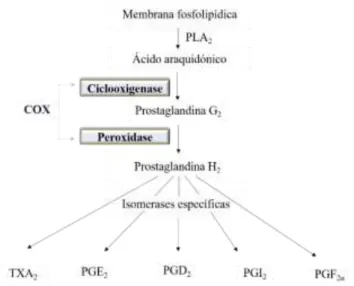 Figura  1.  O  ácido  araquidónico  é  libertado  da  membrana  por  fosfolípidos,  através  da  fosfolipase  A 2   (PLA 2 )  e  metabolizado pela ciclooxigenase (COX) em prostaglandina H 2  (PGH 2 ) em duas etapas