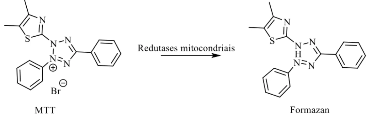 Figura 5. Reação de redução do MTT (Adaptado de Stockert et al., 2012). 