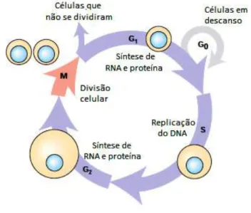 Figura 7. Durante o crescimento, as células eucariotas atravessam continuamente as quatro fases do ciclo celular,  gerando duas células filhas geneticamente idênticas (Adaptado de Lodish et al., 2008).