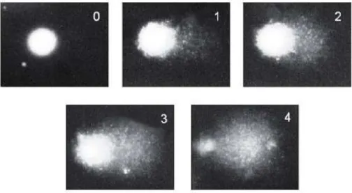 Figura 8. Classificação dos cometas de 0 a 4, no qual 0 representa células sem dano no DNA e 4 representa células  com um dano máximo (Adaptado de Collins et al., 2004).