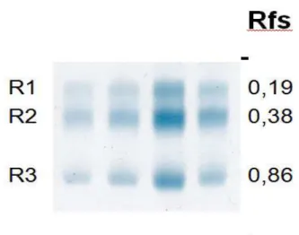 Figura 3 - Eletroforese em gel de agarose de fragmentos de músculo de tilápia, com Rfs  médios correspondentes