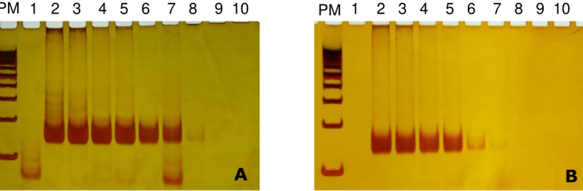 Figura  4:  Produtos  da  PCRc  separados  por  eletroforese  e  visualizados  em  gel  de  poliacrilamida 10%