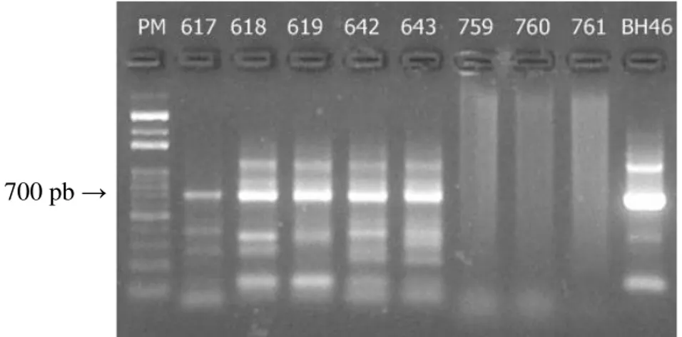 Figura 5: Fragmentos de 700 pb do kDNA de Leishmania, amplificados pela técnica de  snPCR a partir de DNA extraído de amostras de pele de cães
