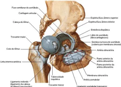 Figura 2.1 - Estrutura anatómica da articulação da anca  [4] . 