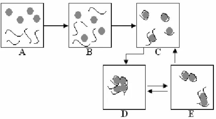 Figura 3.10 – Mecanismos de floculação: A) adição; B) homogeneização; C)  adsorção; D) floculação e E) quebra do floco