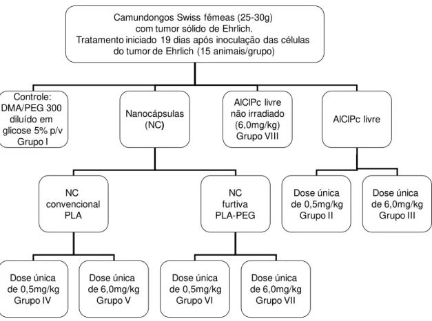 Figura  7:  Protocolo  experimental  de  tratamento  por  terapia  fotodinâmica  com  AlClPc  por  via  intravenosa em modelo murino com tumor sólido de Ehrlich