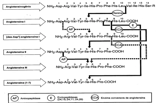 Figura 1- Formação dos peptídeos de angiotensinas – As setas contínuas mostram as vias clássicas e  as tracejadas indica as alternativas 