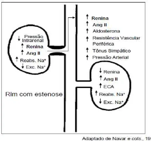 Figura 2: Características renais e sistêmicas envolvendo o modelo de hipertensão renovascular 2R1C  