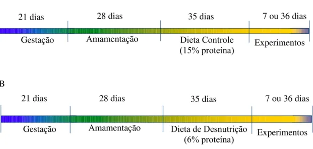 Figura 3 - Cronograma da metodologia de desnutrição protéica. Após o nascimento os animais foram  amamentados  por  um  período  de  28  dias