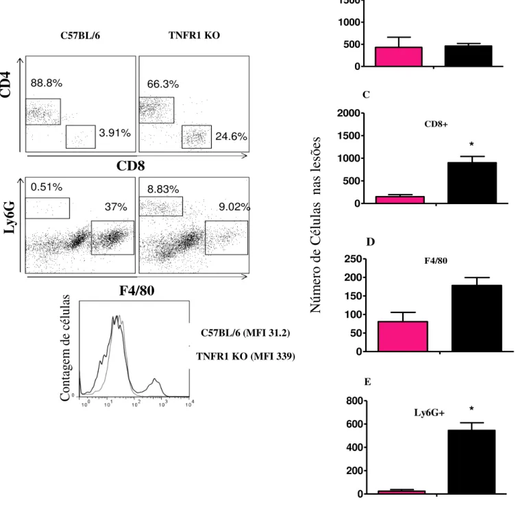 Figura  6:  Infiltrado  inflamatório  nas  lesões  crônicas  nos  camundongos  TNFR1  KO  e  selvagens  infectados  com  L