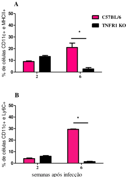 Figura 7: Infiltrado inflamatório de células dendríticas nas lesões nos camundongos TNFR1 KO e  selvagens infectados com  L