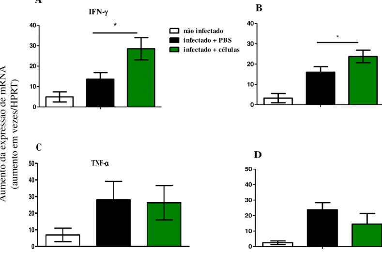 Figura 9: Expressão de IFN-γ e TNF-α nas lesões cutâneas crônicas dos camundongos TNFR1 KO  infectados por L