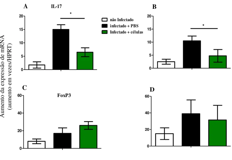 Figura 11: Expressão de IL-17 e FoxP3 nas lesões cutâneas crônicas dos camundongos TNFR1 KO  infectados por L