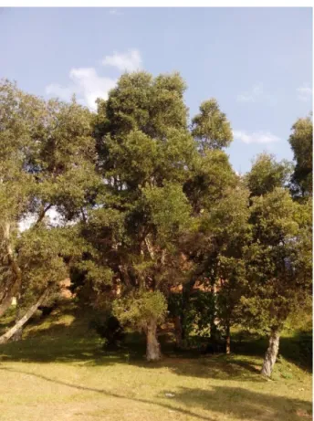 Figura 4: Árvores da espécie Melaleuca leucadendron, localizadas no campus da  Universidade Federal de Ouro Preto (UFOP) 