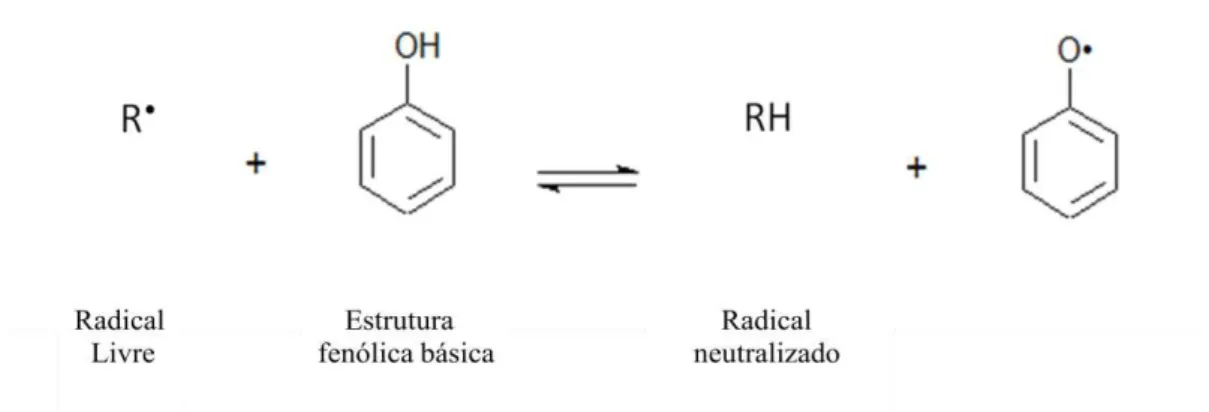 Figura 14: Reação de neutralização de radical livre por estrutura fenólica básica, através  da doação de hidrogênio, originando intermediário pouco reativo 