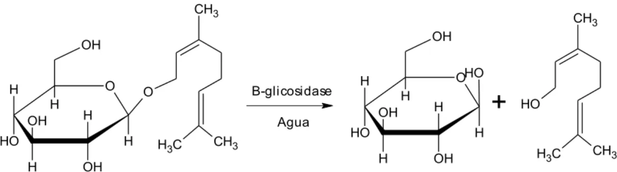 Figura 2. Exemplo de um glicosídeo terpênico (neril-β-D-glicosídeo) e dos produtos de sua  hidrólise (glicose e nerol) por ação de uma β-glicosidase (HEMINGWAY et