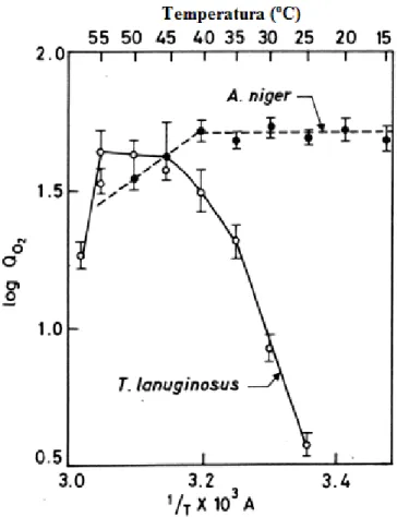 Figura 5. Curva de Arrhenius (Q O2  -  microlitros de O 2 / mg de micélio seco. h -1 )