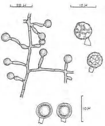 Figura 9. Ilustração de conidióforos e conídios de Thermomyces lanuginosus.     (Adaptado de Cooney, Emerson, 1964)