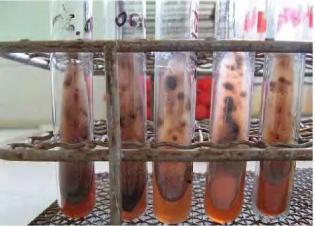Figura 11. Tubos de cultura de Thermomyces lanuginosus mostrando a difusão de      pigmentação rósea (Cooney &amp; Emerson, 1964)