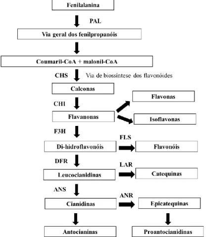 Figura 8: Esquema representativo da via biossintética das classes de flavonóides. As principais  enzimas  representadas  desta  via  biossintética  são:  fenilalanina  amónia  liase  (PAL),  calcona  sintetase  (CHS),  calcona  isomerase  (CHI),  flavona  