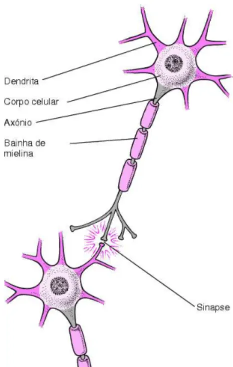 Figura 6 – Estrutura de uma célula nervosa (Manual MSD, 2009]. 