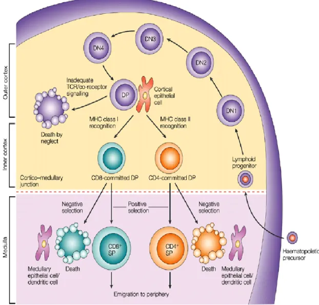 Figura 1 – Desenvolvimento das células T. (Adaptada de Germain, 2002) 