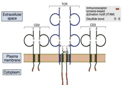 Figura 2 – Estrutura do TCR. (Adaptada de Abbas et al, 1999) 