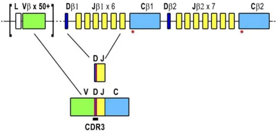 Figura  3 –  Representação do rearranjo  da cadeia  β  do TCR. O  locus TCR β está localizado no  cromossoma  7  e  inclui  mais  de  50  genes  TRBV  (verde),  2  genes  TRBC  (azul  claro),  2  genes  TRBD (azul escuro) e genes TRBJ (amarelo)