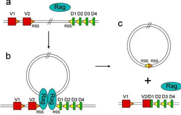 Figura  4  –  Recombinação  somática  entre  segmentos  génicos  do  TCR  (V-D)  quando  ocorre  rearranjo de duas regiões RSS sob a acção de RAG