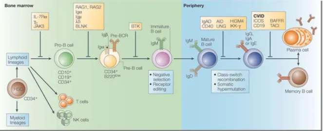Figura 5 – Desenvolvimento das células B. (Adaptada de Cunningham-Rundles et al, 2005) 