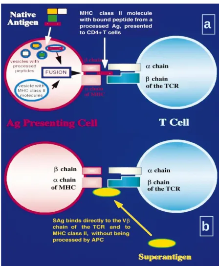 Figura  6  –  a)  Ligação  entre  o  complexo  MHC-peptídeo  e  o  TCR  de  Células  T  CD4 +   através  de  APC  -  As  APCs  internalizam  o  antigénio