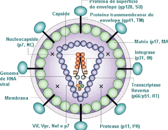 Figura 7 – Estrutura do VIH-1 (Adaptada de Robinson, 2002). 