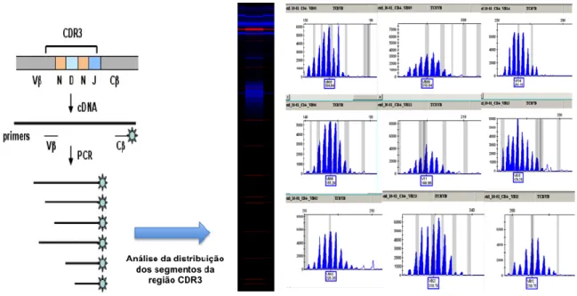 Figura  8  – Método  Spectratyping da  região  CDR3  do  TCRVB  -    Esta técnica  é  iniciada  por  uma  amplificação por PCR dos segmentos Vβ-Cβ, utilizando primers específicos para cada uma das 22  famílias  Vβ