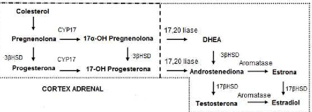 Figura 1: Síntese de andrógenos ovarianos. 3 -hidroxesteróide desidrogenase  ( 3 HSD), citocromo P450 17 (CYP17),17-hidroxiesteróide desidrogenase (17 HSD)